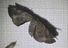 Parepisparis multicolora