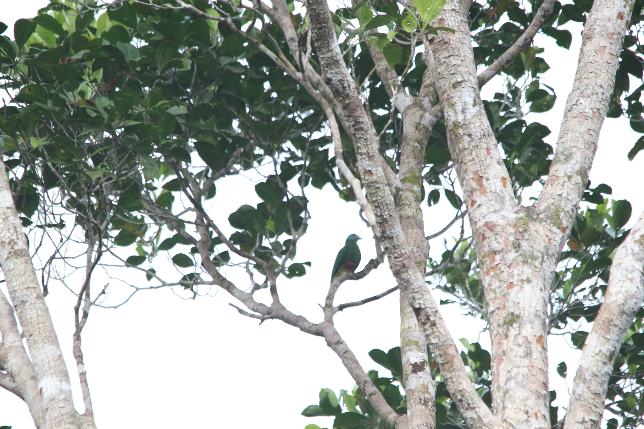 Coroneted Fruit Dove (Ptilinopus coronulatus), photo 3