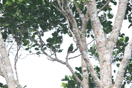 Coroneted Fruit Dove (Ptilinopus coronulatus), photo 5