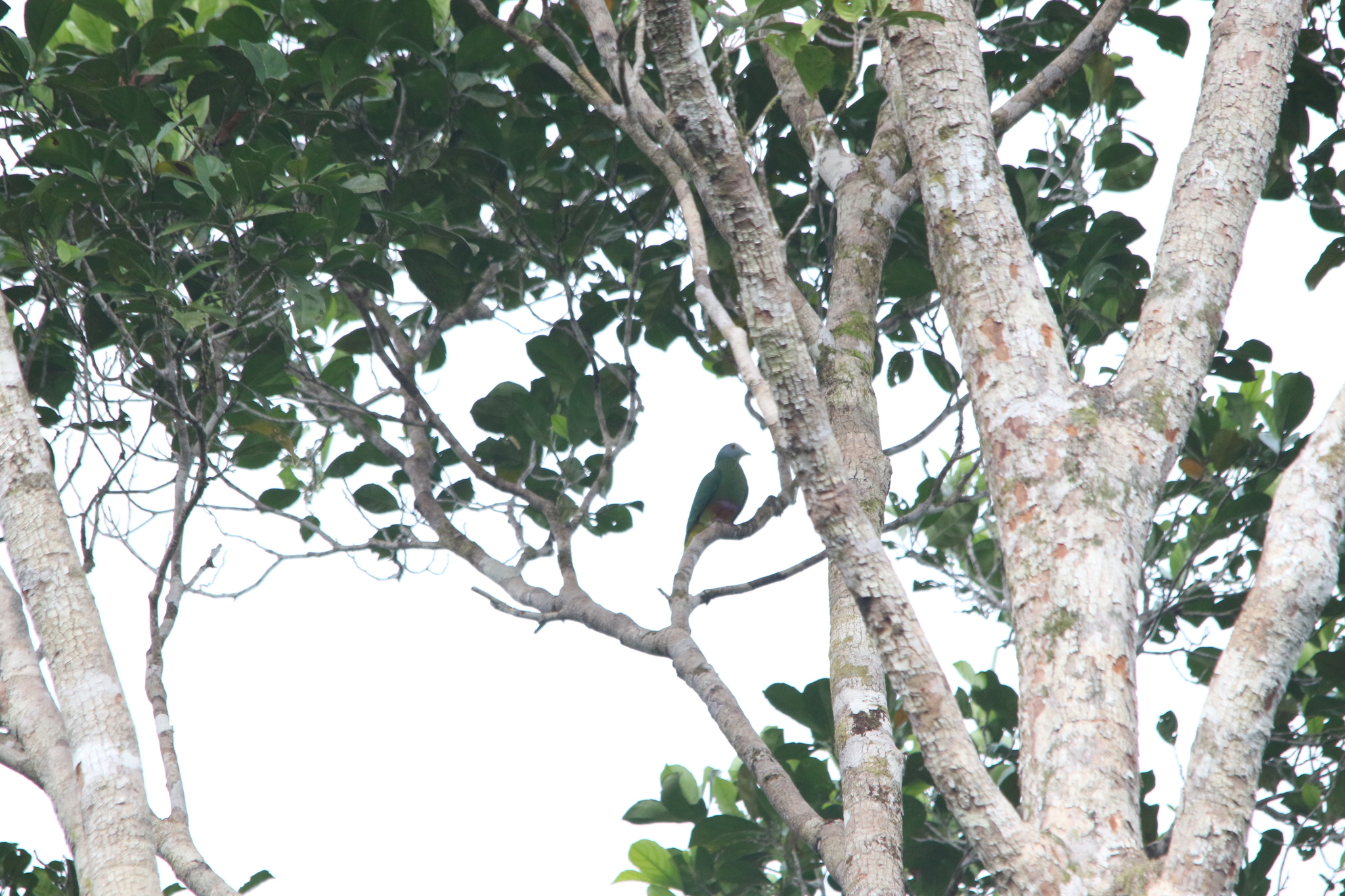 Coroneted Fruit Dove (Ptilinopus coronulatus), photo 4