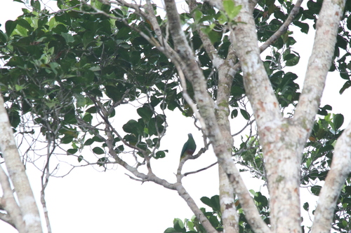 Coroneted Fruit Dove (Ptilinopus coronulatus), photo 2