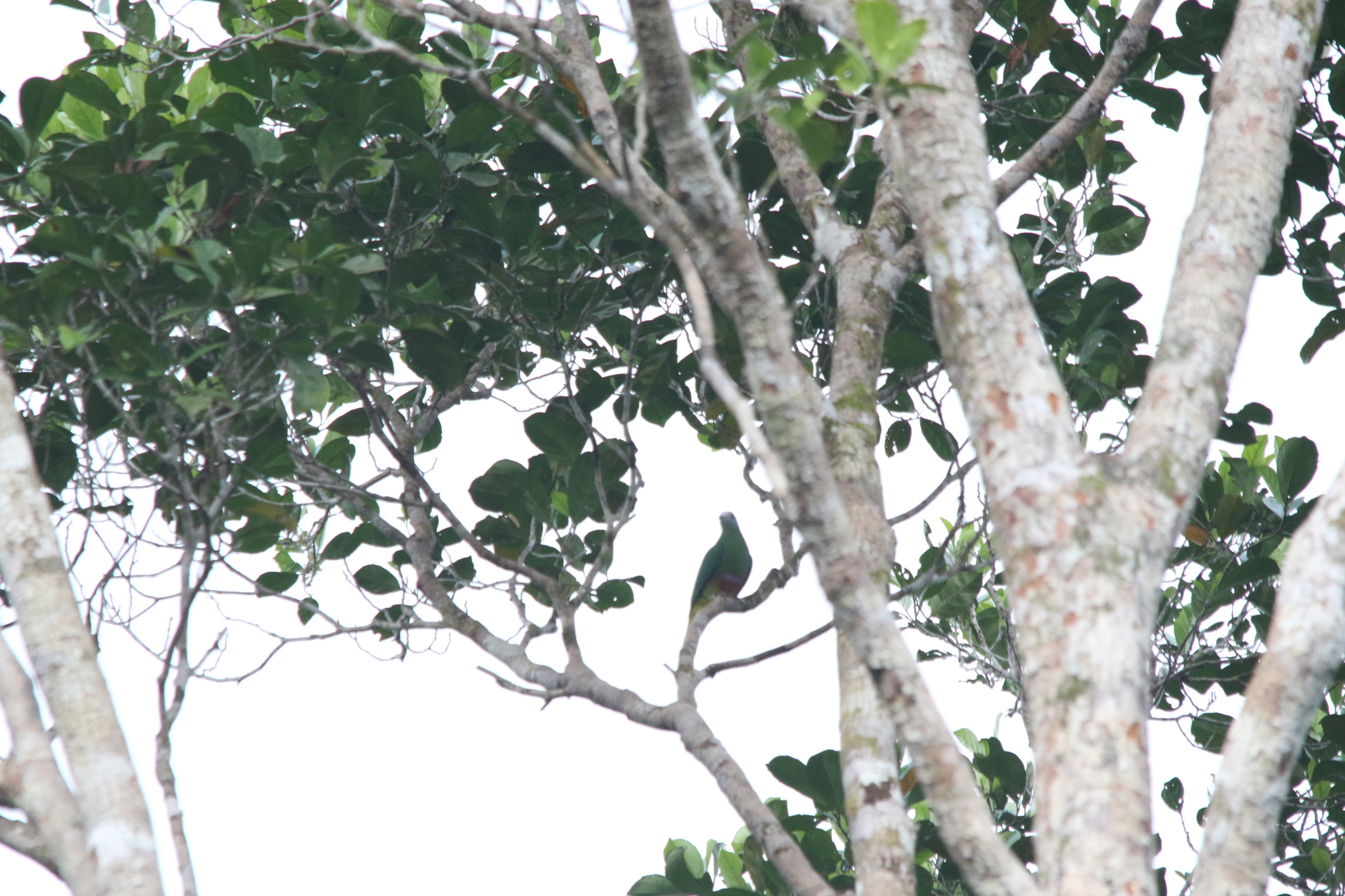 Coroneted Fruit Dove (Ptilinopus coronulatus), photo 2