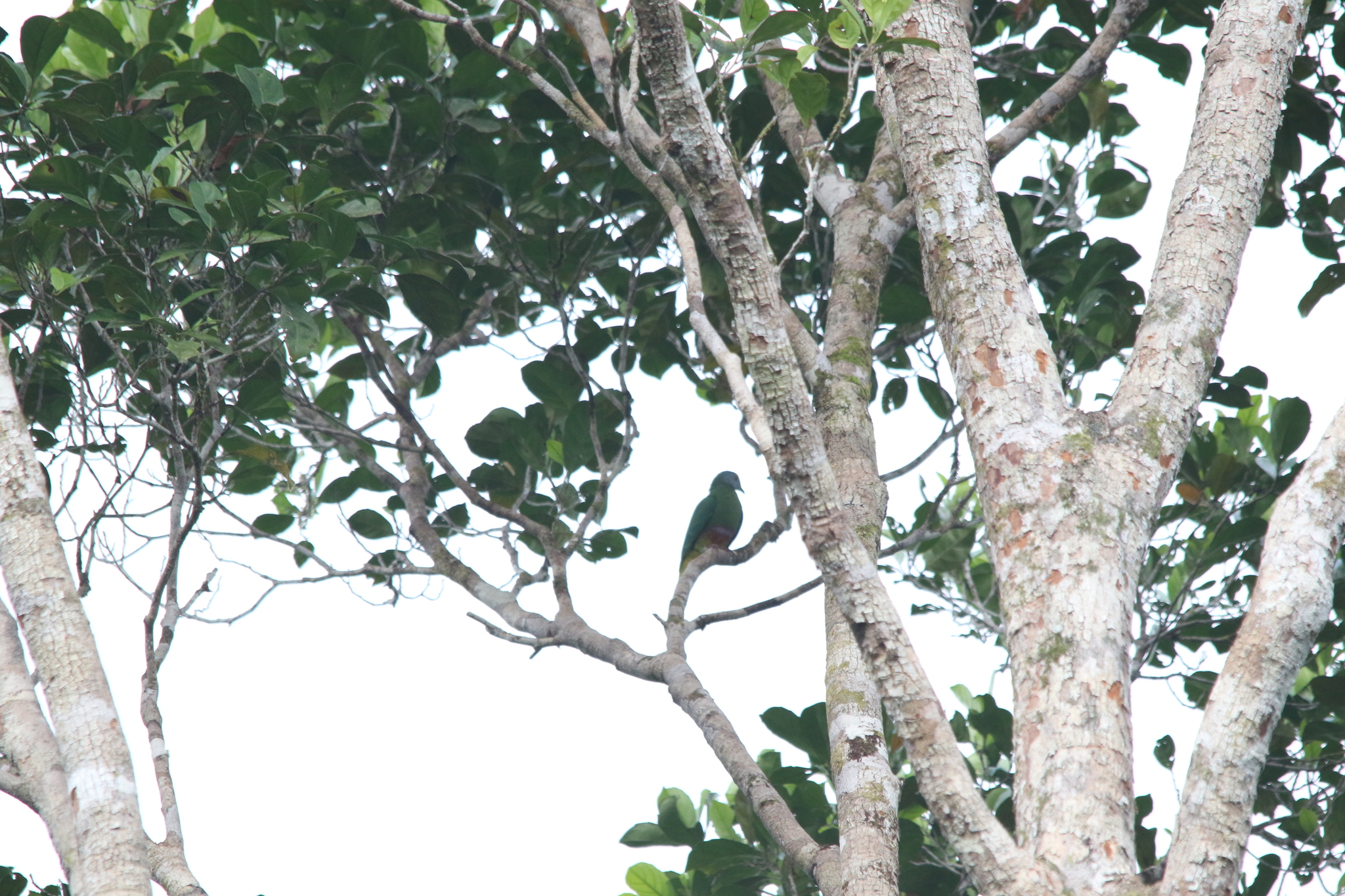 Coroneted Fruit Dove (Ptilinopus coronulatus), photo 5