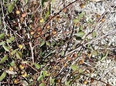 Ayenia compacta
