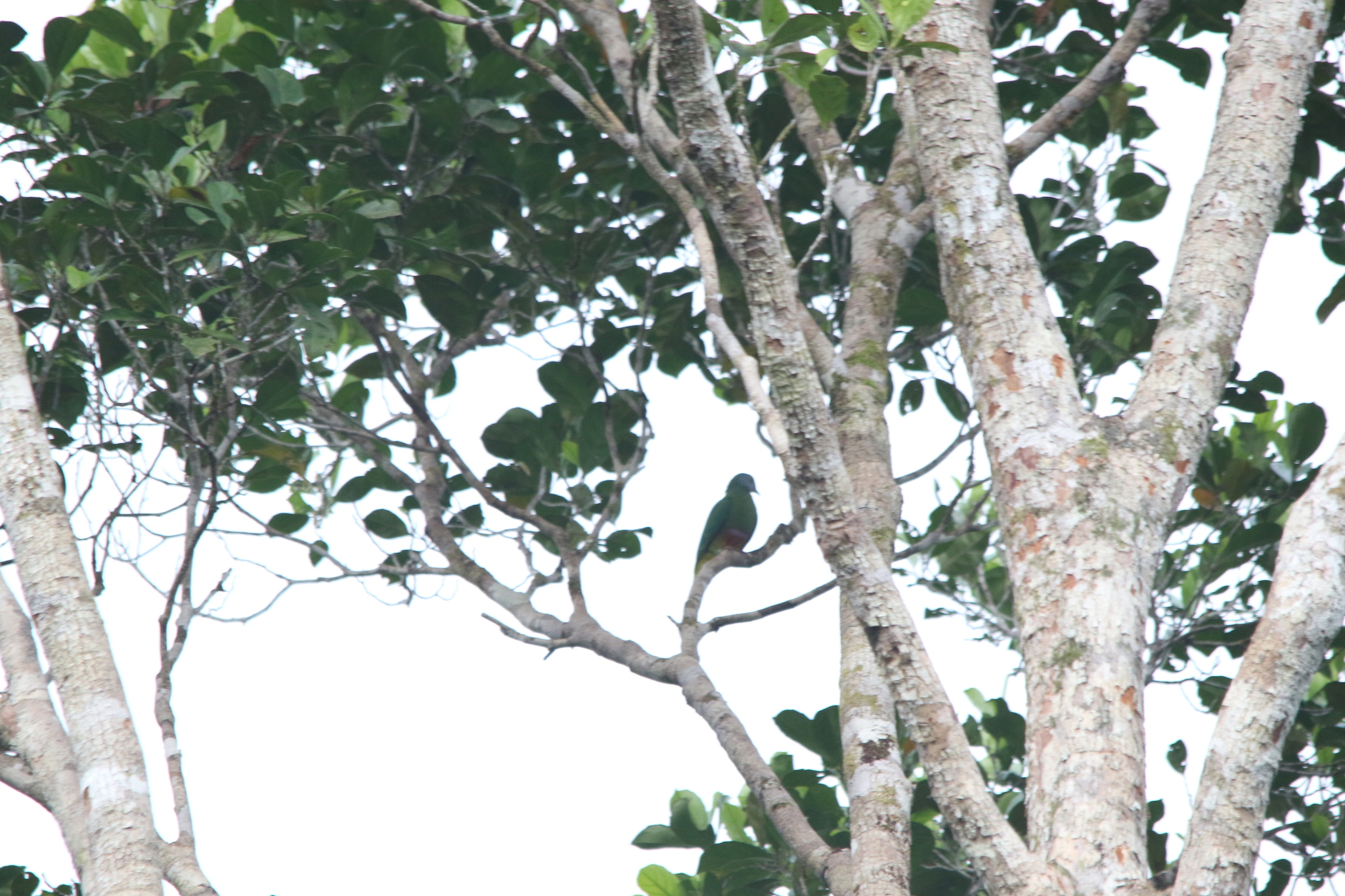 Coroneted Fruit Dove (Ptilinopus coronulatus), photo 6
