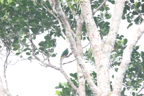 Coroneted Fruit Dove (Ptilinopus coronulatus), photo 8