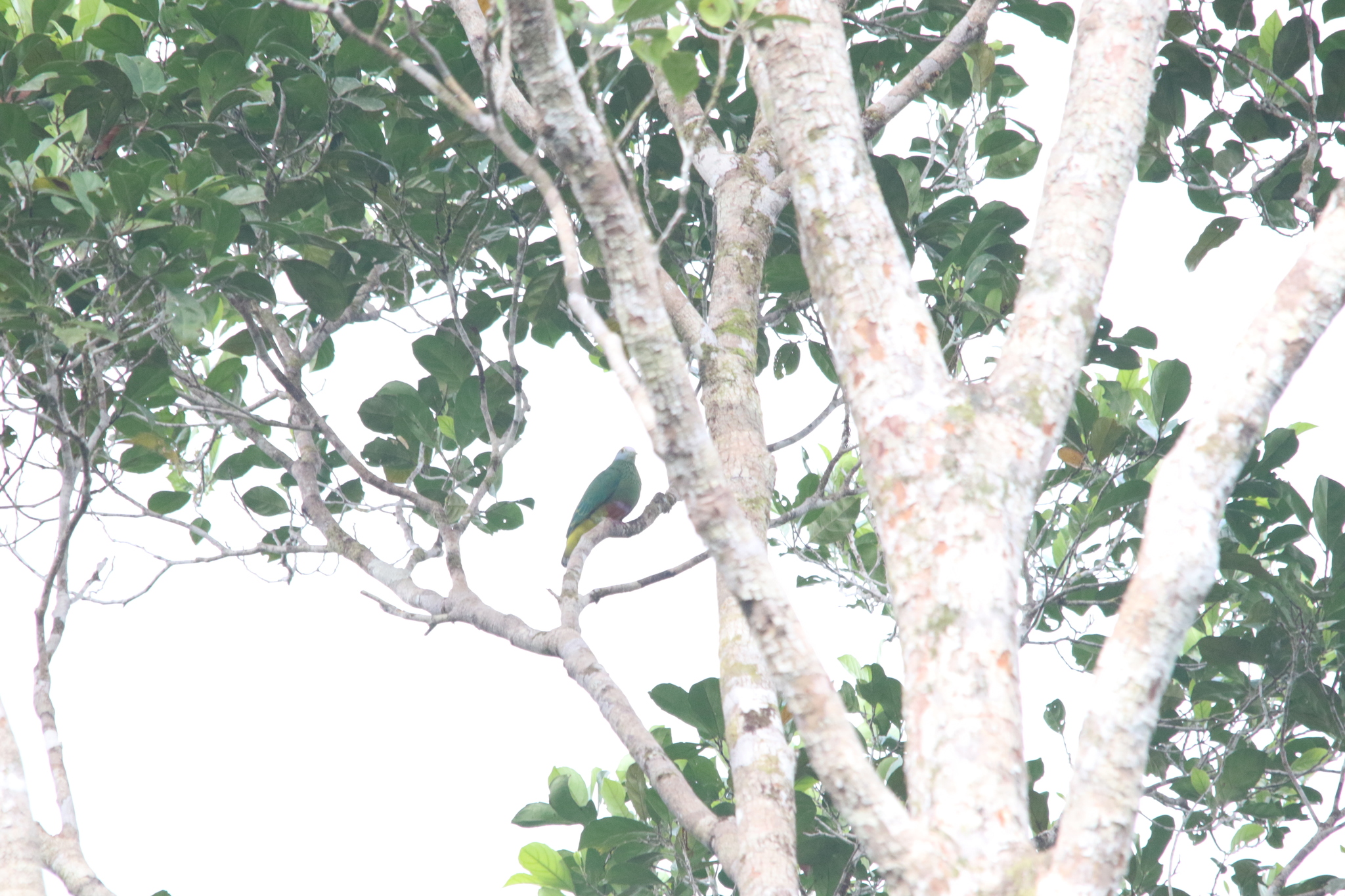 Coroneted Fruit Dove (Ptilinopus coronulatus), photo 7