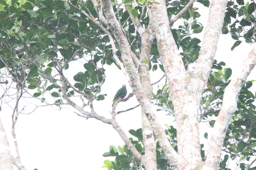 Coroneted Fruit Dove (Ptilinopus coronulatus), photo 9