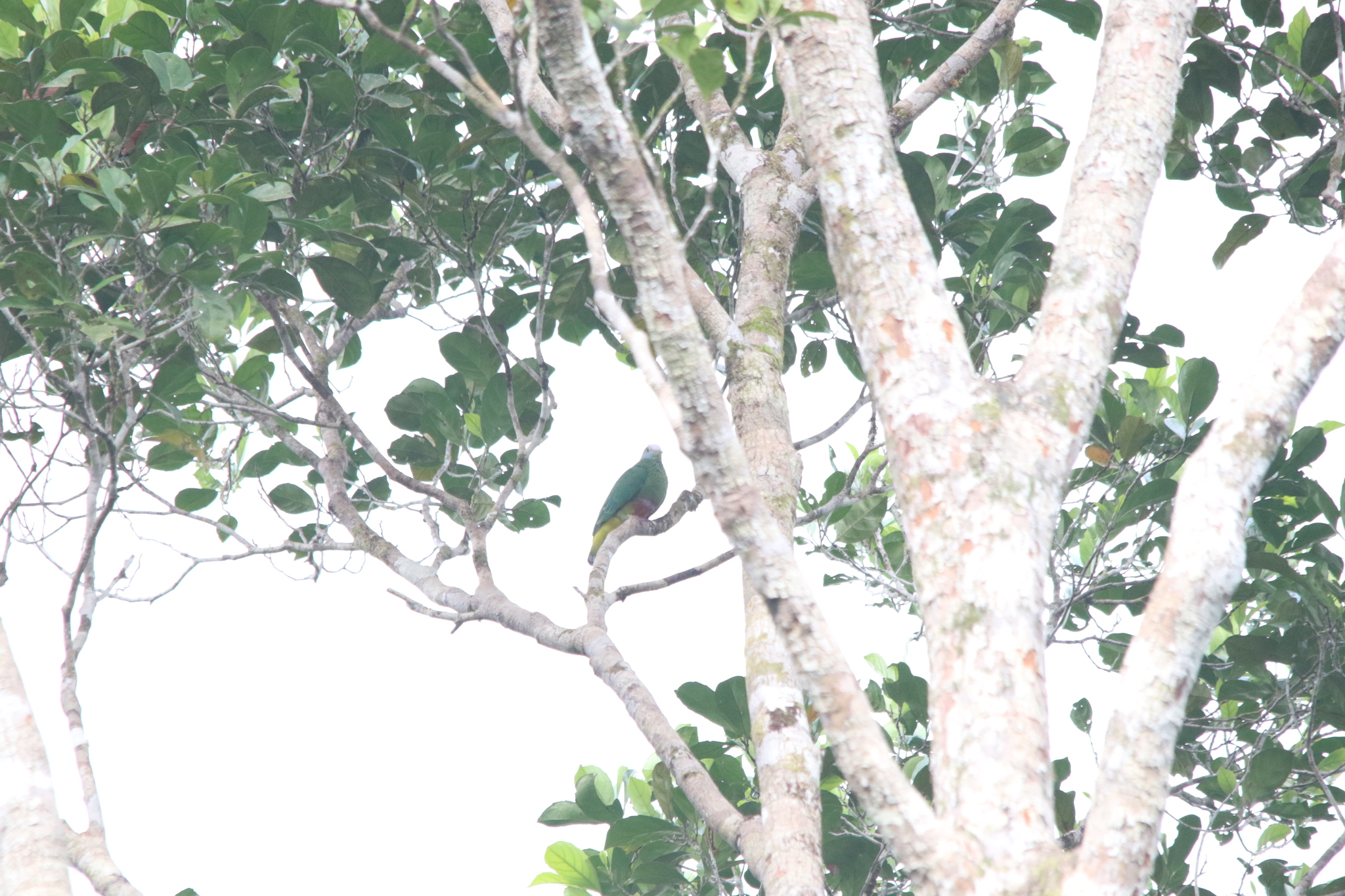 Coroneted Fruit Dove (Ptilinopus coronulatus), photo 8