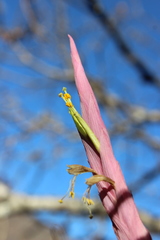 Tillandsia achyrostachys