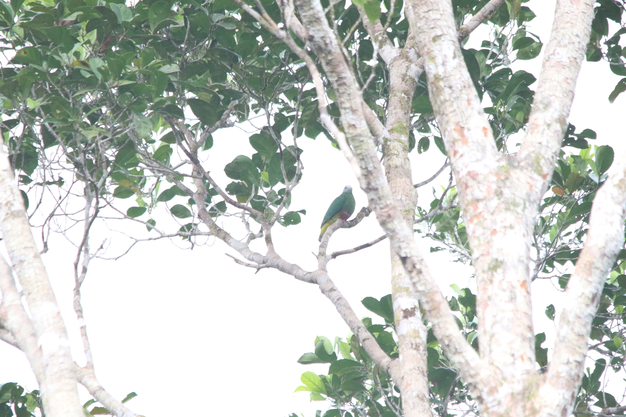 Coroneted Fruit Dove (Ptilinopus coronulatus), photo 10