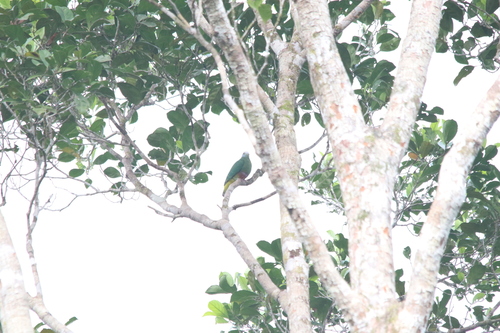 Coroneted Fruit Dove (Ptilinopus coronulatus), photo 10