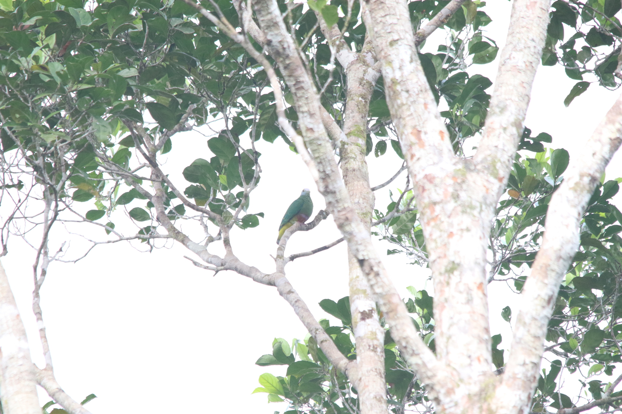 Coroneted Fruit Dove (Ptilinopus coronulatus), photo 9