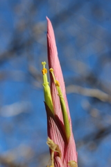Tillandsia achyrostachys
