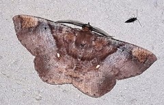 Thysanopyga casperia