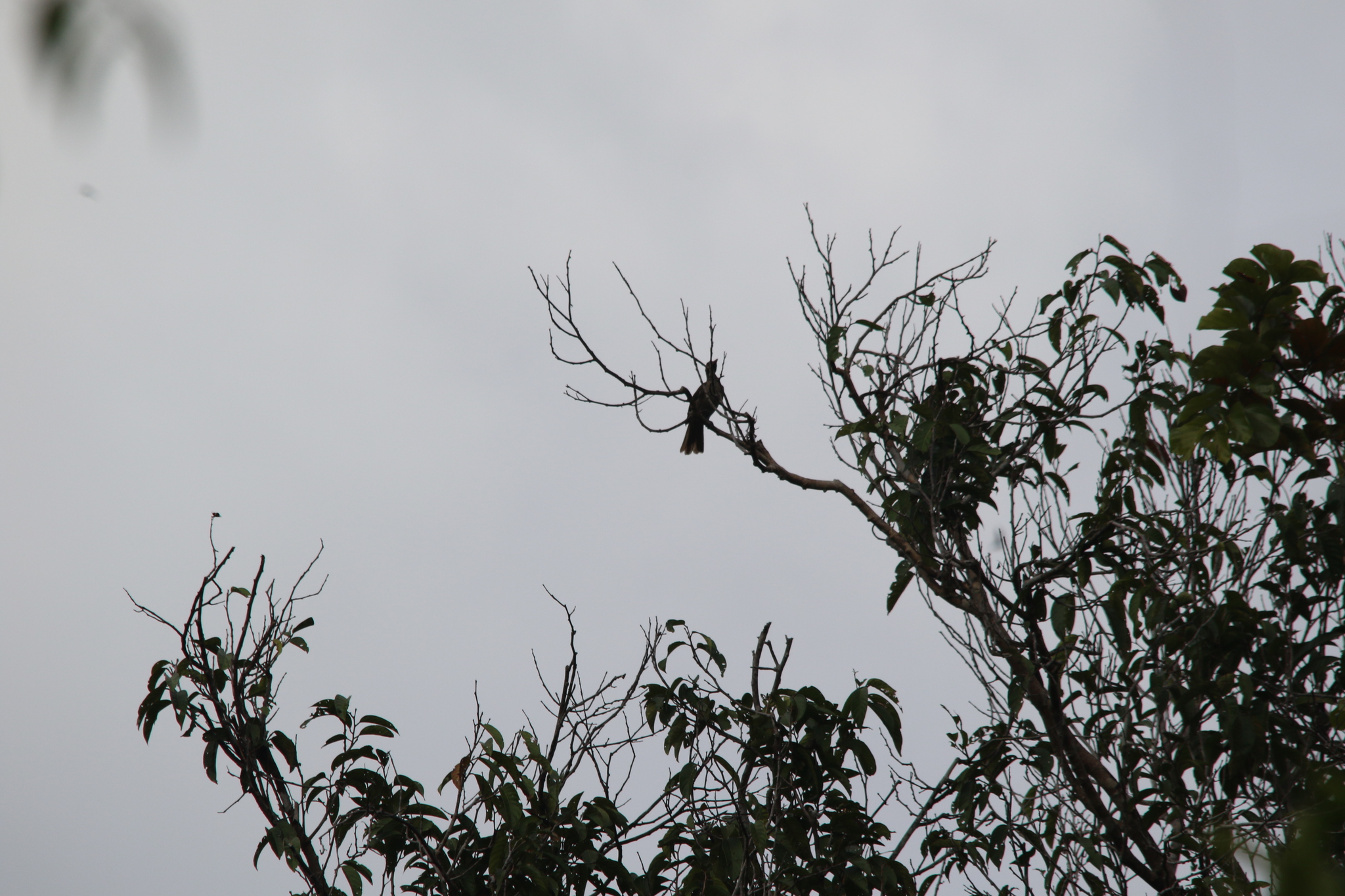 Brown Oriole (Oriolus szalayi), photo 7