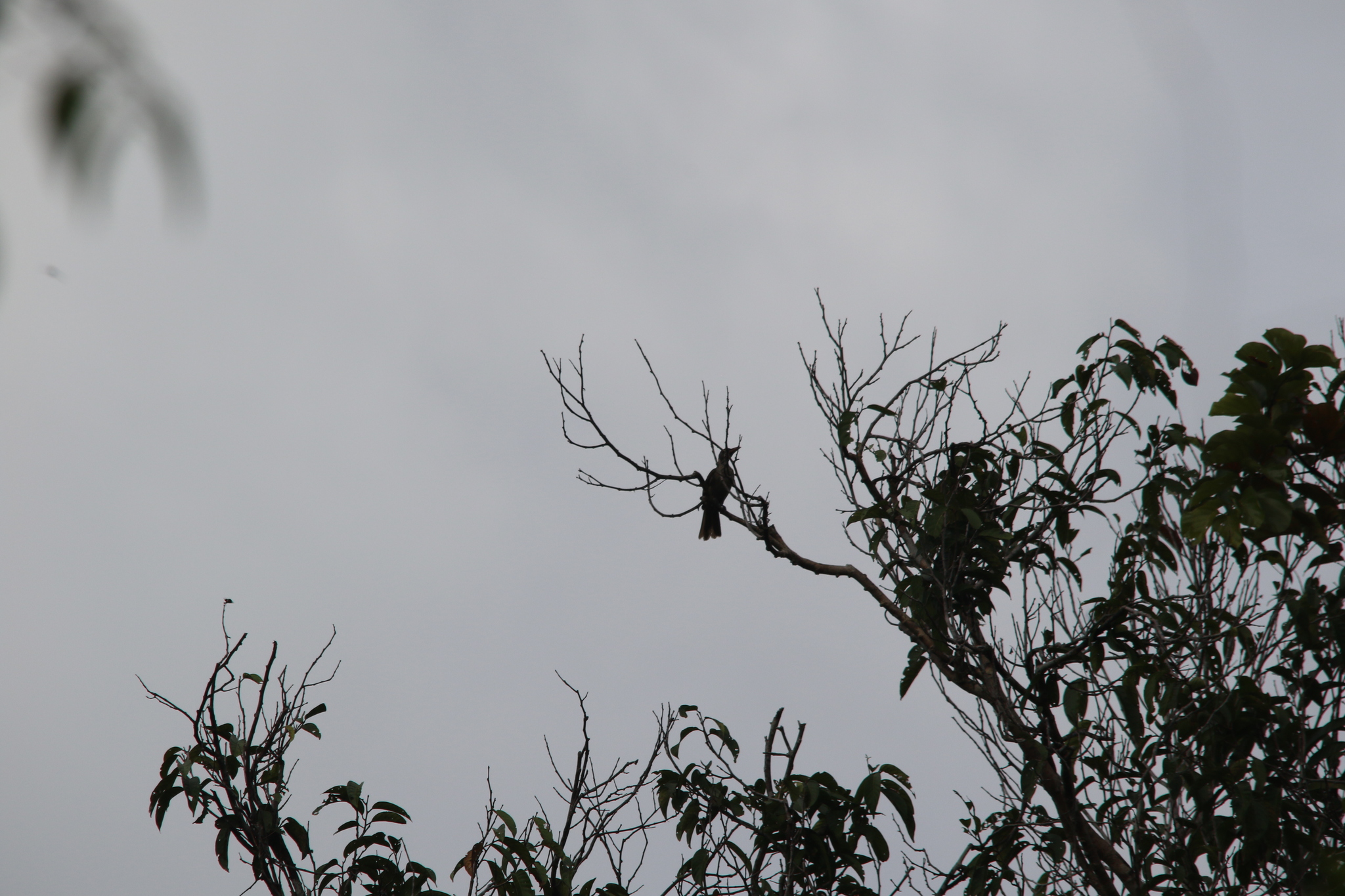 Brown Oriole (Oriolus szalayi), photo 8