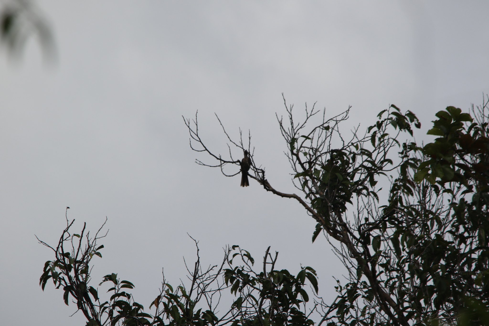 Brown Oriole (Oriolus szalayi), photo 9