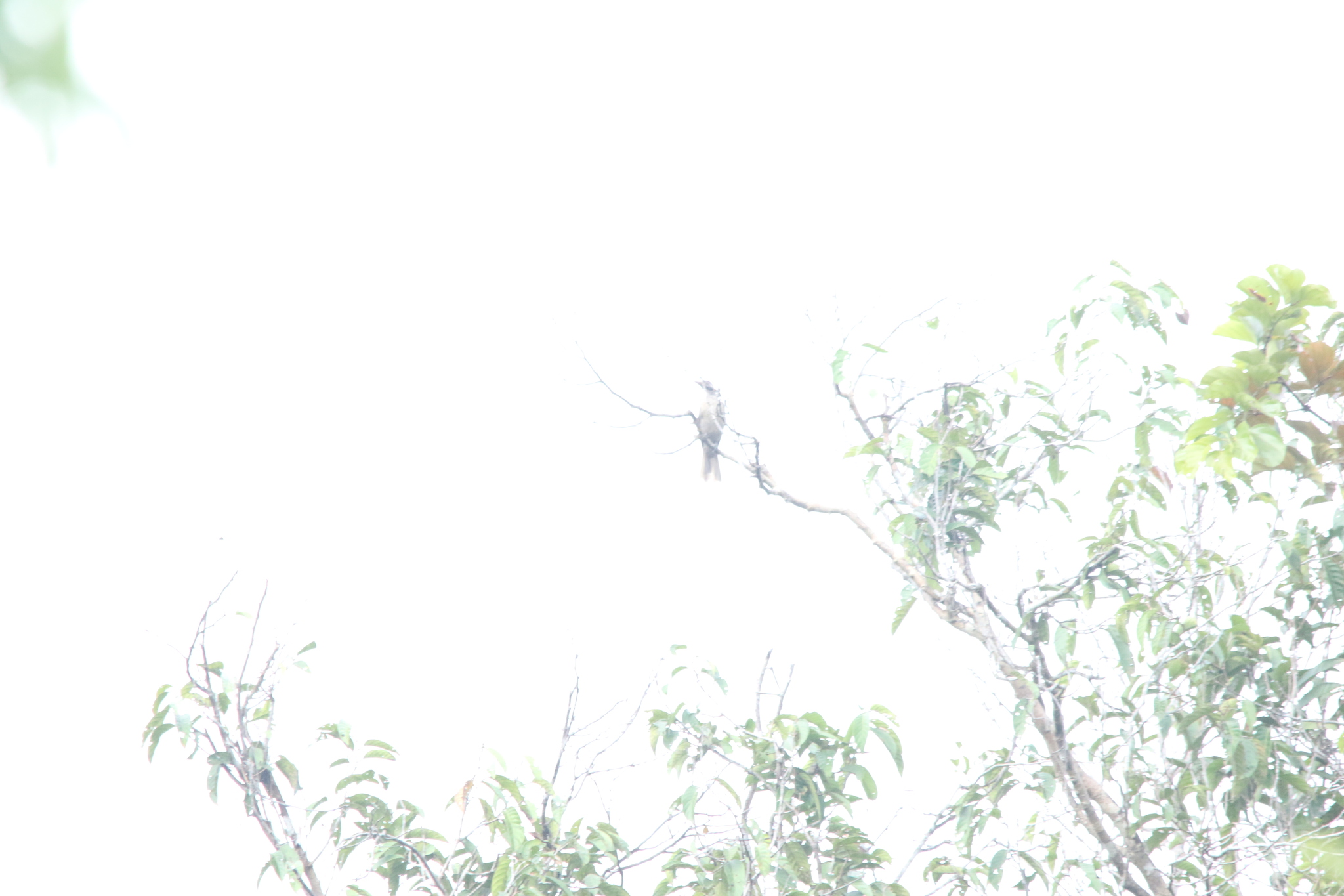 Brown Oriole (Oriolus szalayi), photo 10