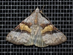 Avatha discolor
