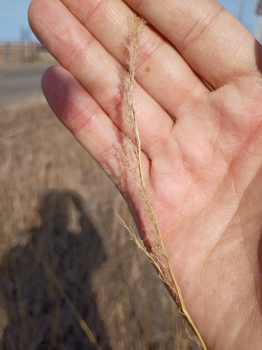 Indiangrass