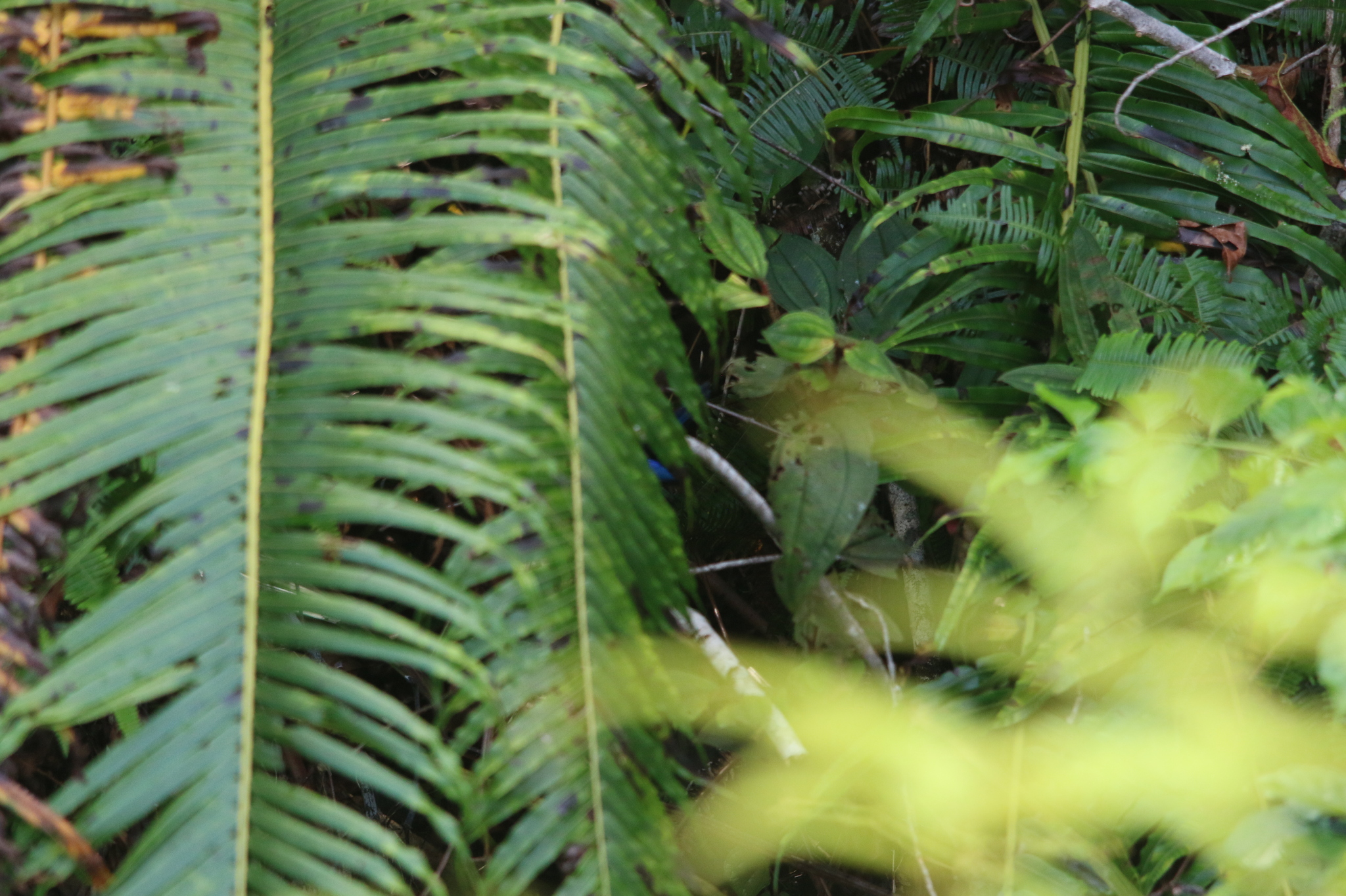 Emperor Fairywren (Malurus cyanocephalus), photo 6