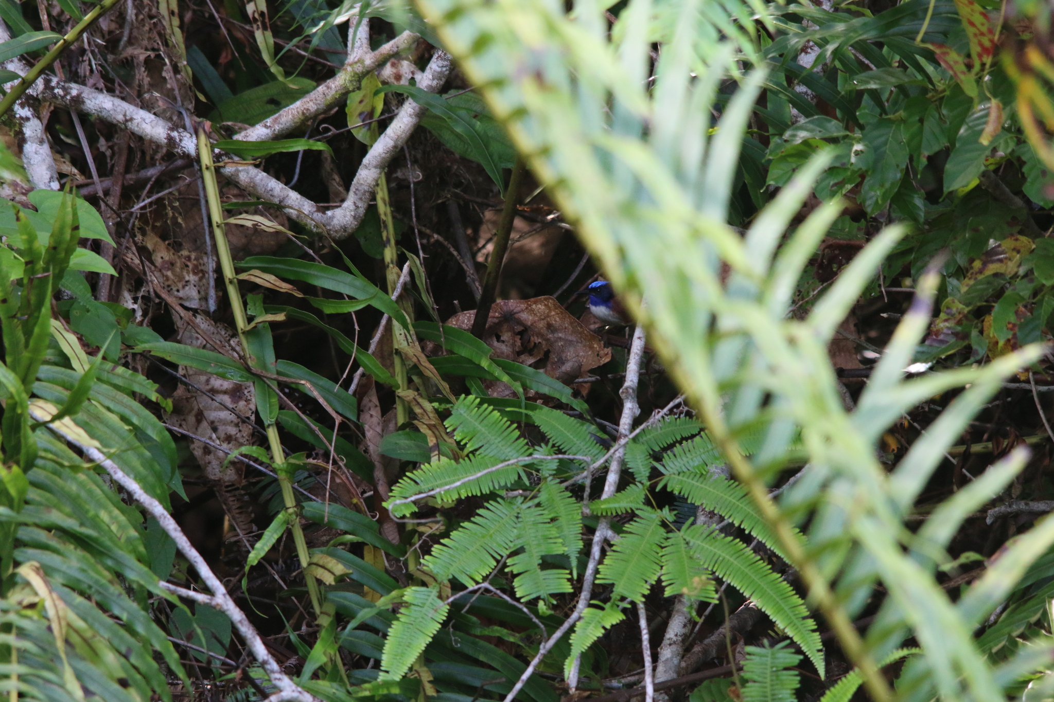 Emperor Fairywren (Malurus cyanocephalus), photo 3