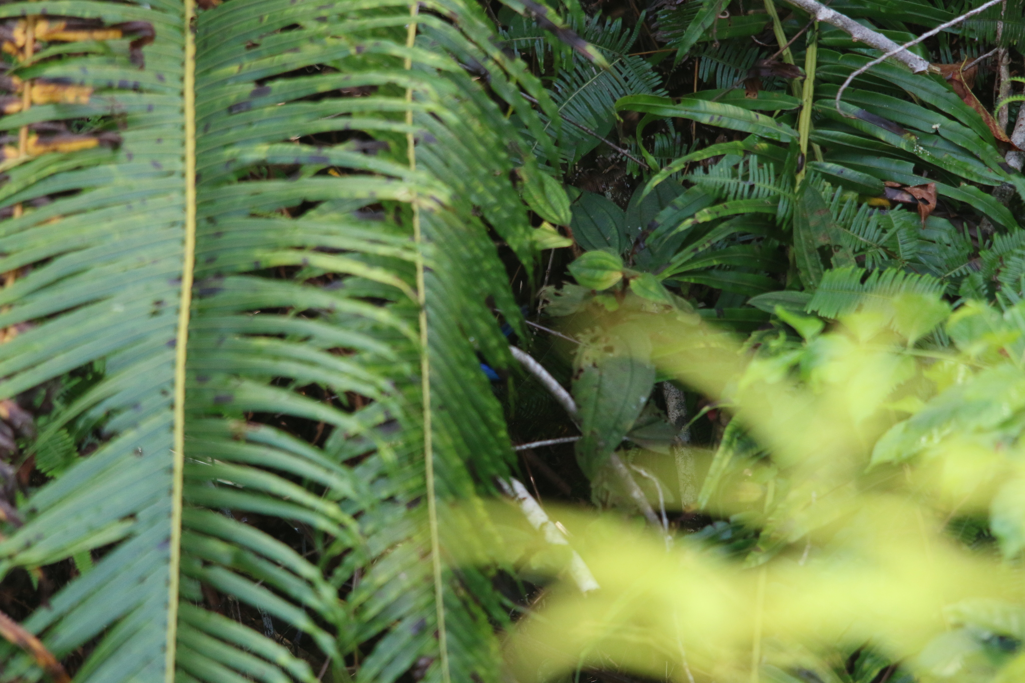 Emperor Fairywren (Malurus cyanocephalus), photo 7
