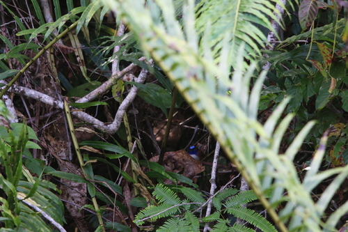 Emperor Fairywren (Malurus cyanocephalus), photo 2