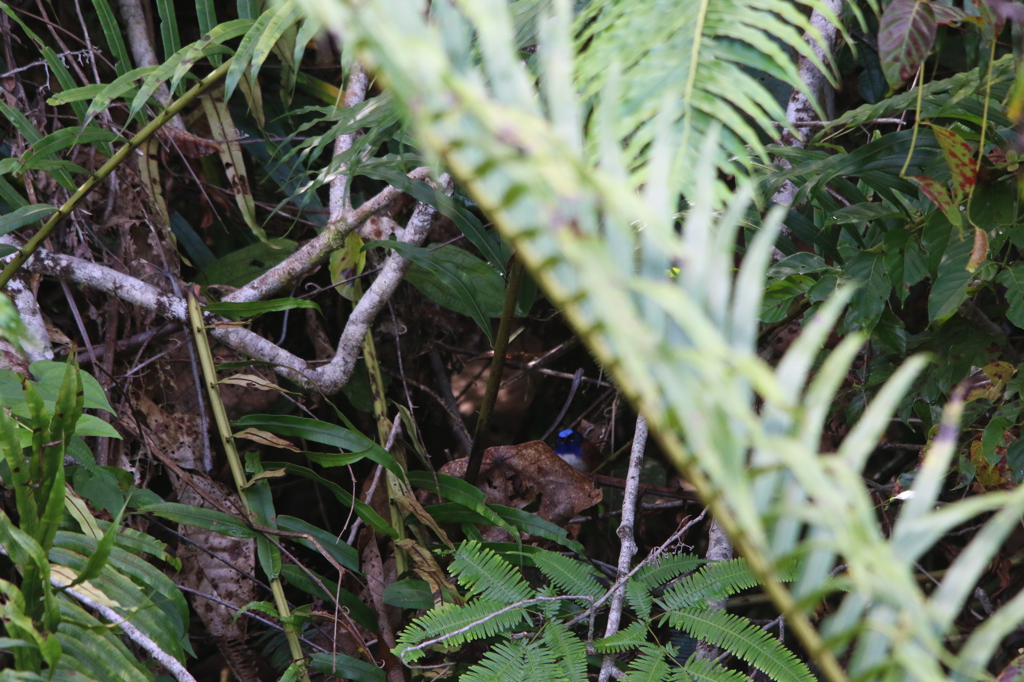 Emperor Fairywren (Malurus cyanocephalus), photo 2