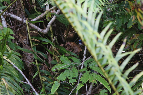 Emperor Fairywren (Malurus cyanocephalus), photo 7