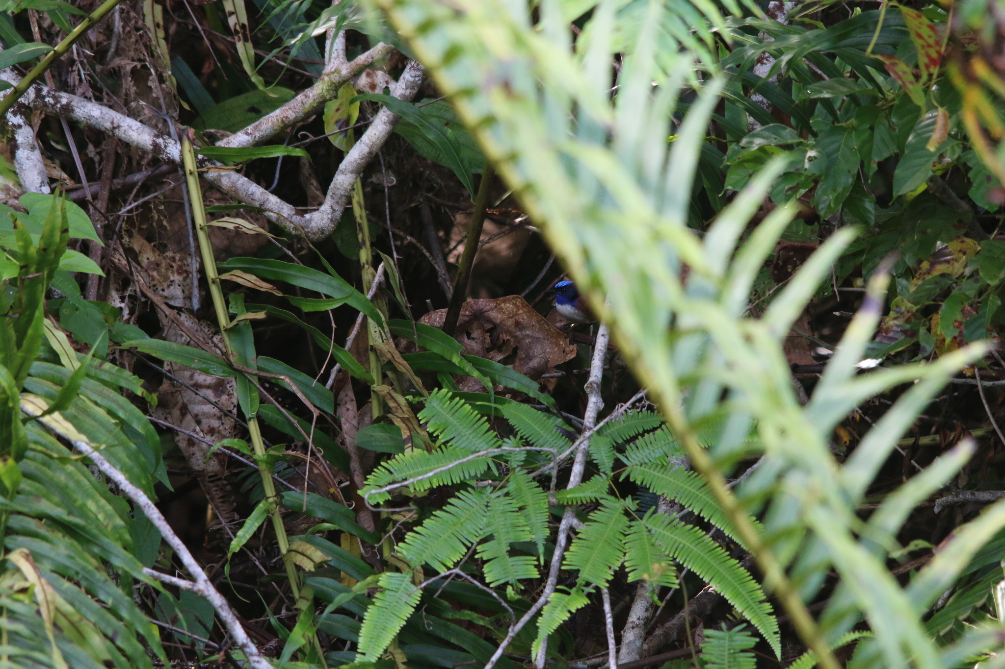 Emperor Fairywren (Malurus cyanocephalus), photo 8