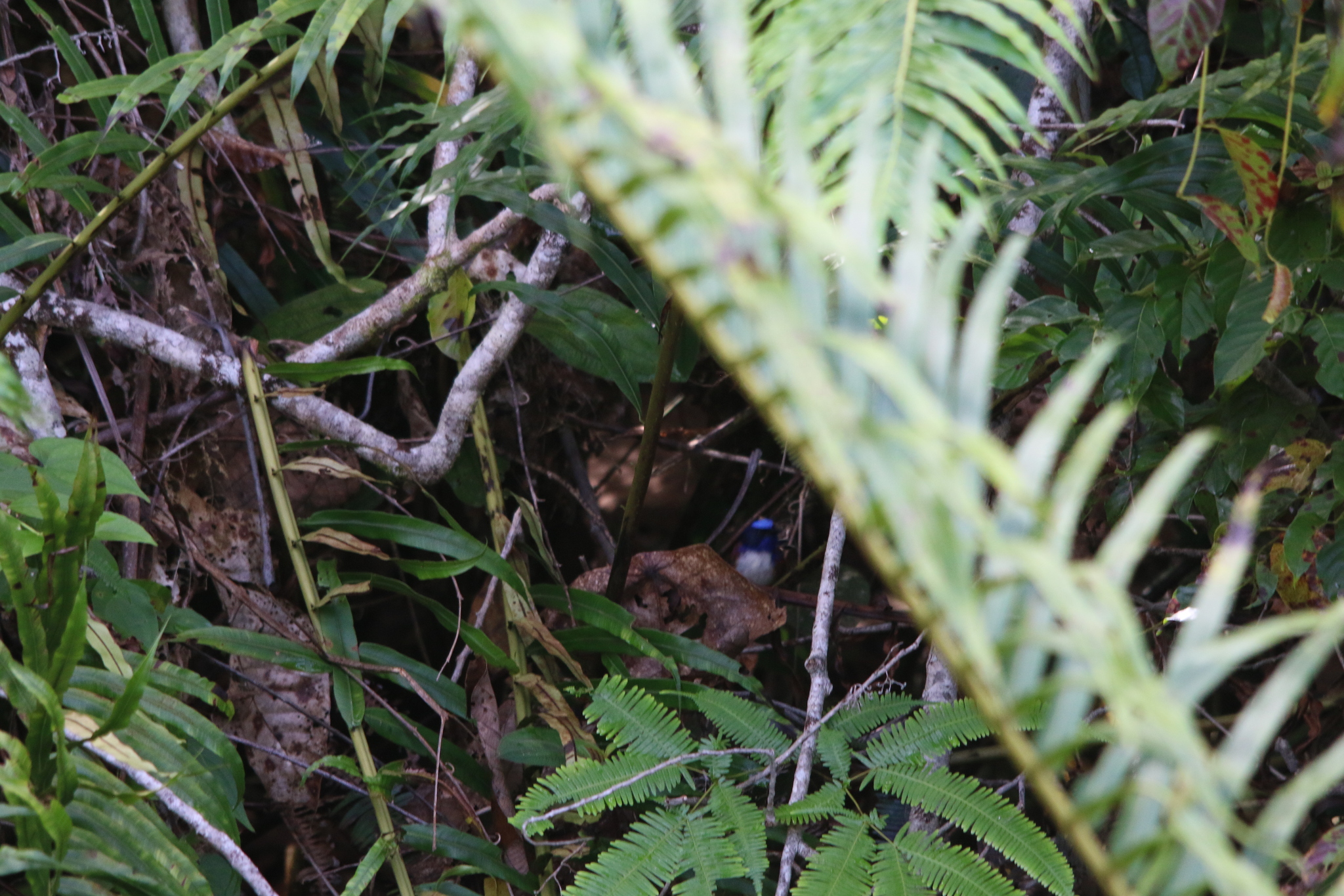 Emperor Fairywren (Malurus cyanocephalus), photo 9