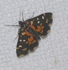 Diathrausta ochreipennis