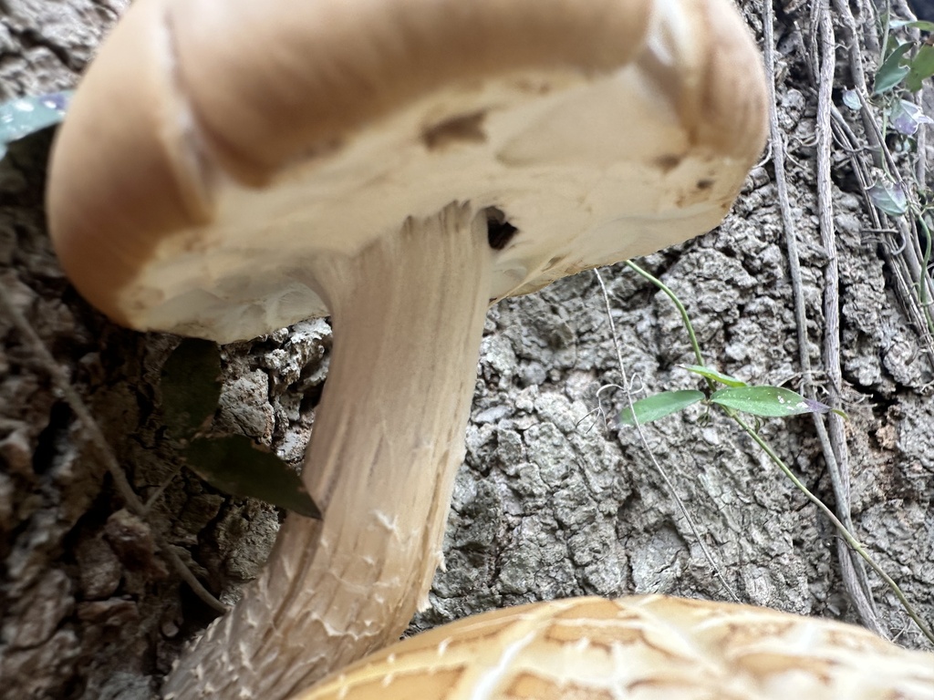 Cyclocybe cylindracea · February 2026 · photo: © cyrusharp (iNaturalist, cc-by-sa)