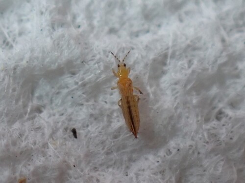 Western Flower Thrips photo 5