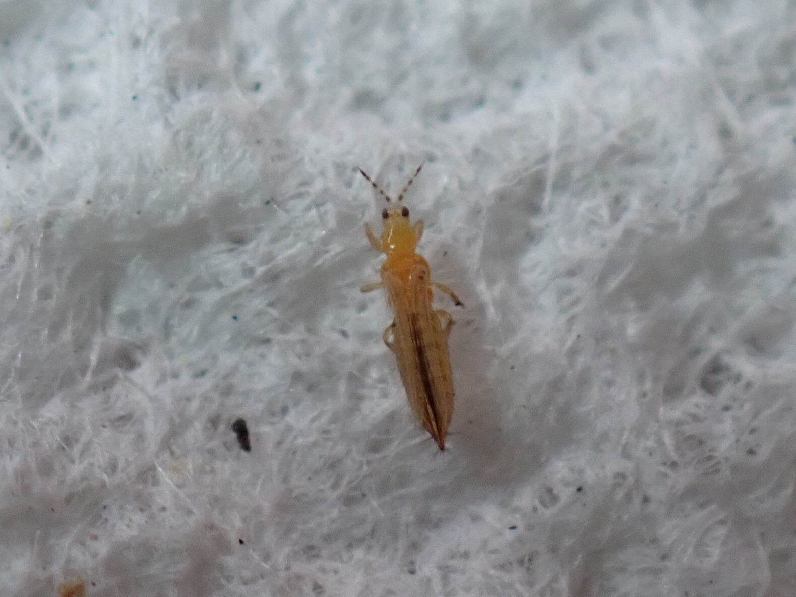 Westlicher Blütenthrips