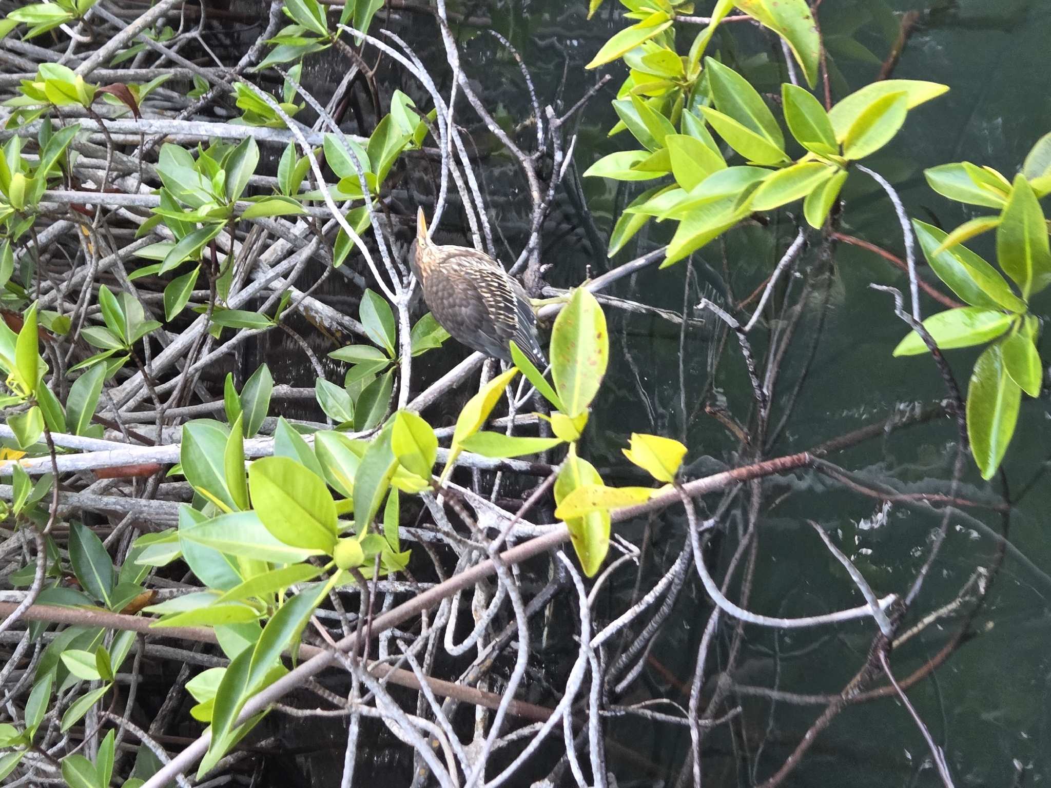 Lava Heron (Butorides sundevalli), photo 3