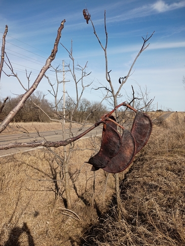 Kentucky coffeetree