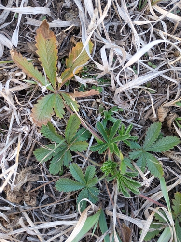 sulphur cinquefoil