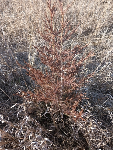 eastern redcedar