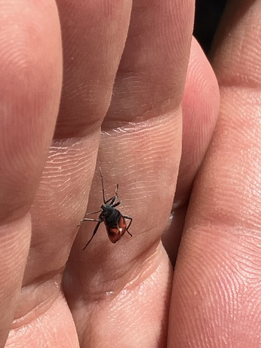 Lygaeus coccineus