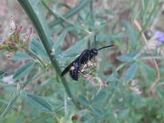 Scolia sexmaculata