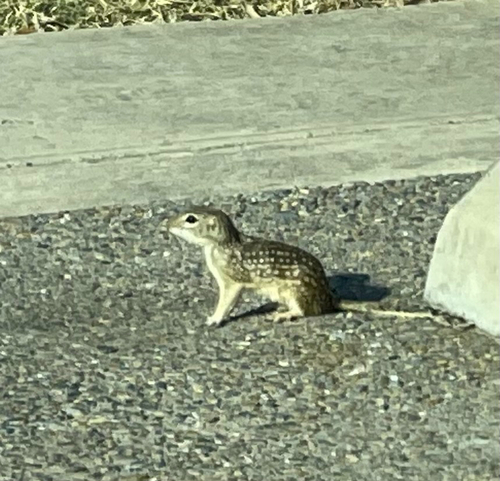 Rio Grande Ground Squirrel observed by reuben85820