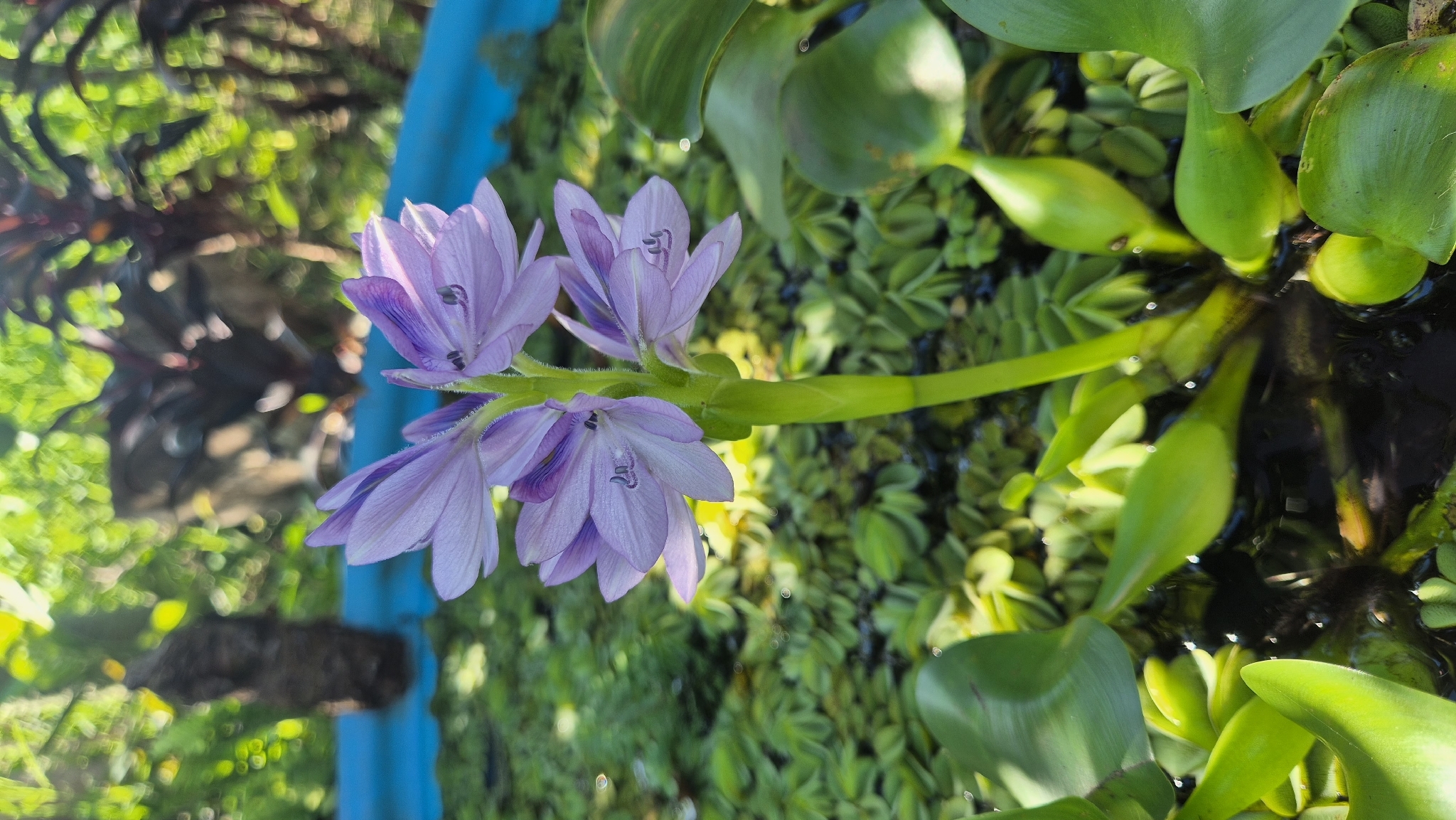 Pontederia crassipes