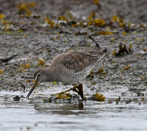 Short-billed Dowitcher (Limnodromus griseus), photo 6