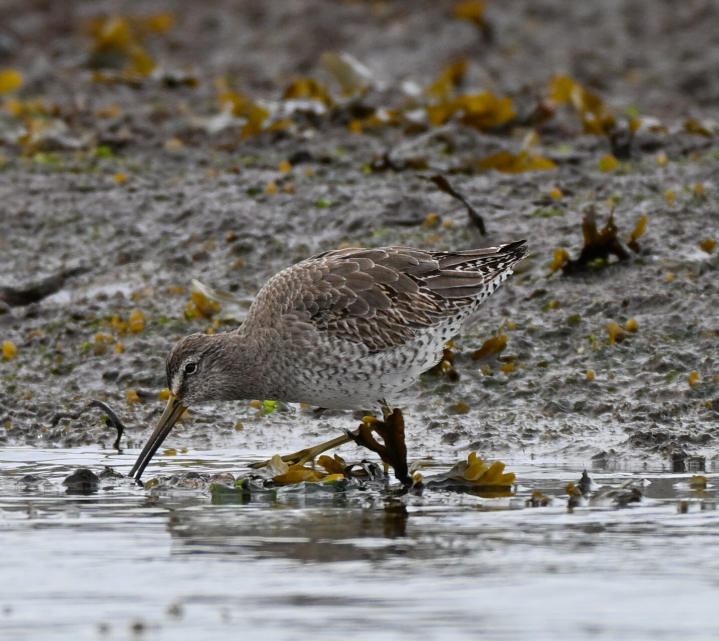 Short-billed Dowitcher (Limnodromus griseus), photo 9