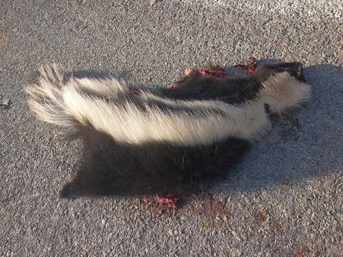 Striped Skunk