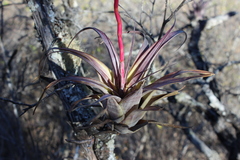 Tillandsia makoyana