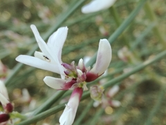 Retama raetam gussonei